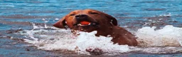 Labrador Retriever dogs for stud: Fully health tested proven lab studs - Advert 3
