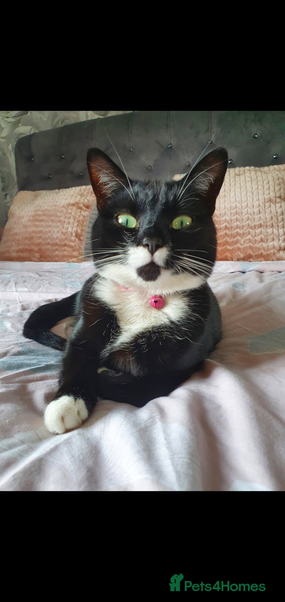 Mixed Breed cats Female Tuxedo - Luna - Advert 1