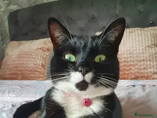 Mixed Breed cats Female Tuxedo - Luna - Advert 1