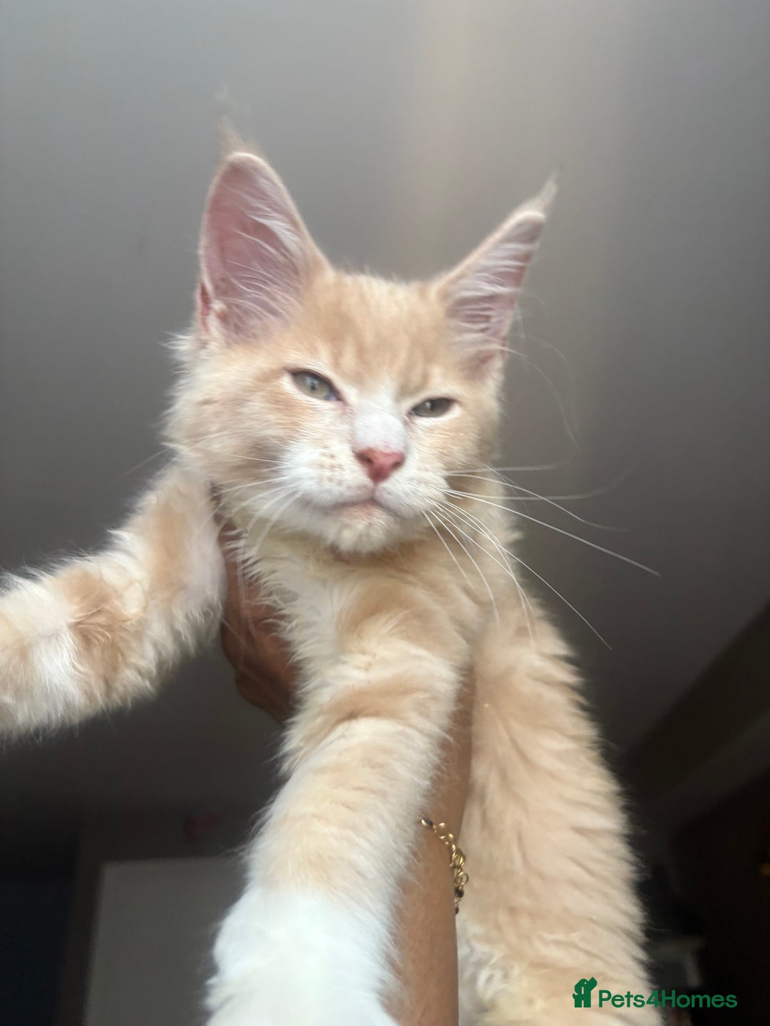 Maine Coon cats for sale: Chocolate main coons - Image 9