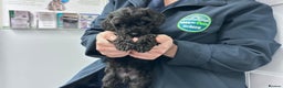 Cockapoo dogs for sale: 2 beautiful black girl cockapoos - Advert 1