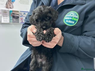 Cockapoo dogs 2 beautiful black girl cockapoos - Advert 1