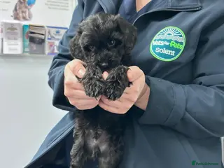 Cockapoo dogs 2 beautiful black girl cockapoos - Advert 6