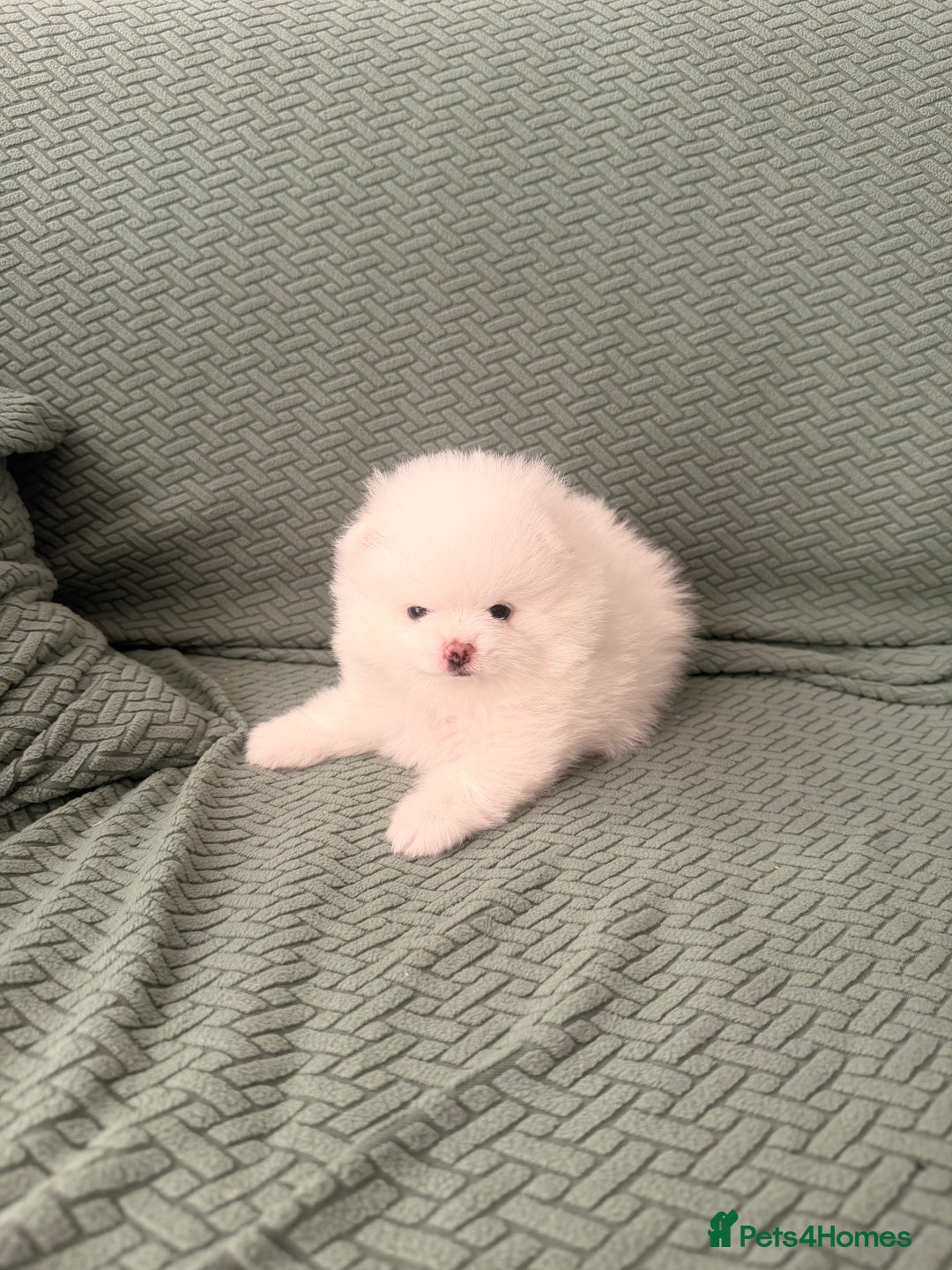 Pomeranian dogs for sale: Stunning Pomeranian Females KC reg. Russian lines - Advert 5