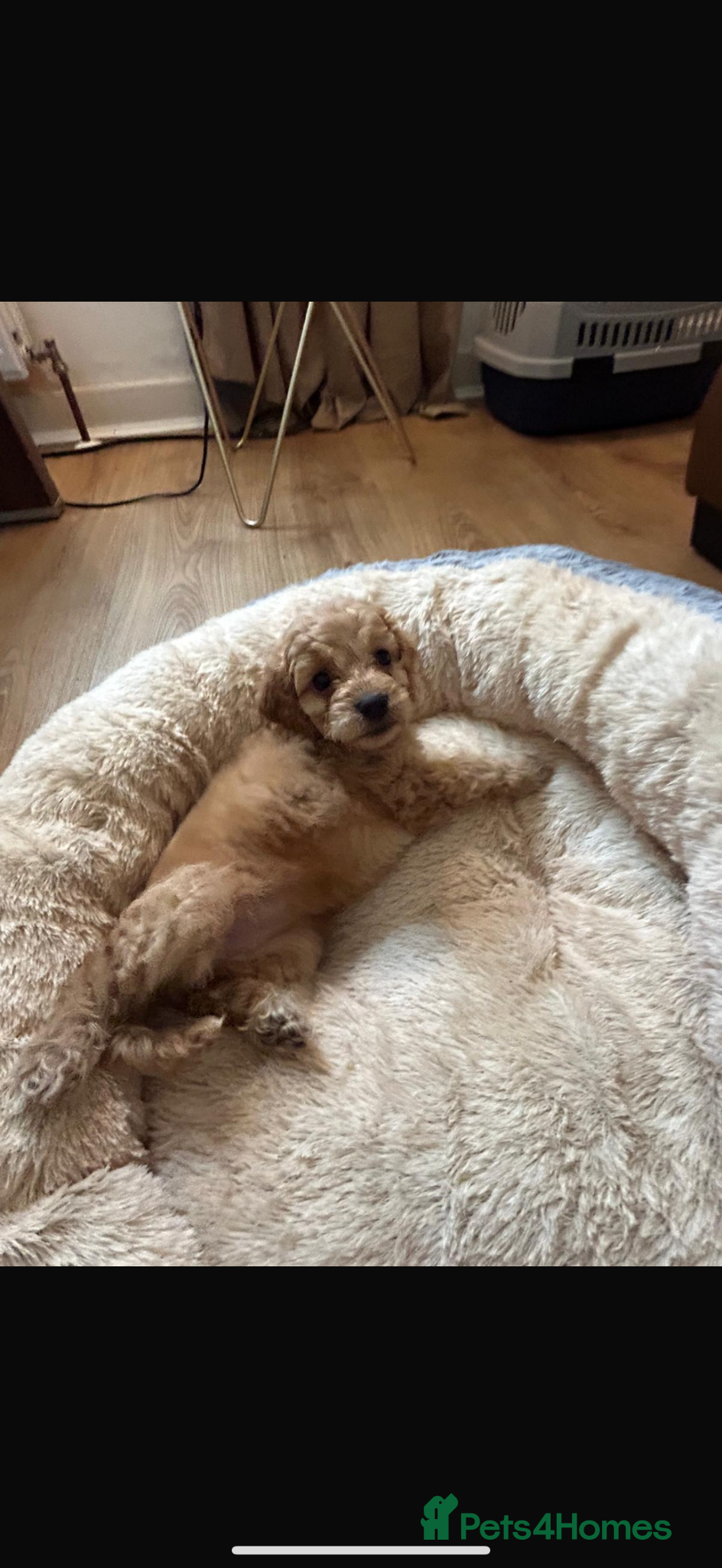 Cockapoo dogs for sale: Cockapoo puppies in Aberdeen - Advert 13