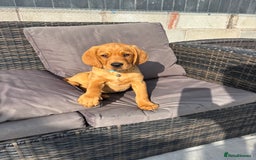 Cockerdor dogs for sale: Fox red cockerdors in Deeside - Image 1