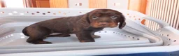 Cocker Spaniel dogs for sale: Working Cocker Spaniels - Advert 10