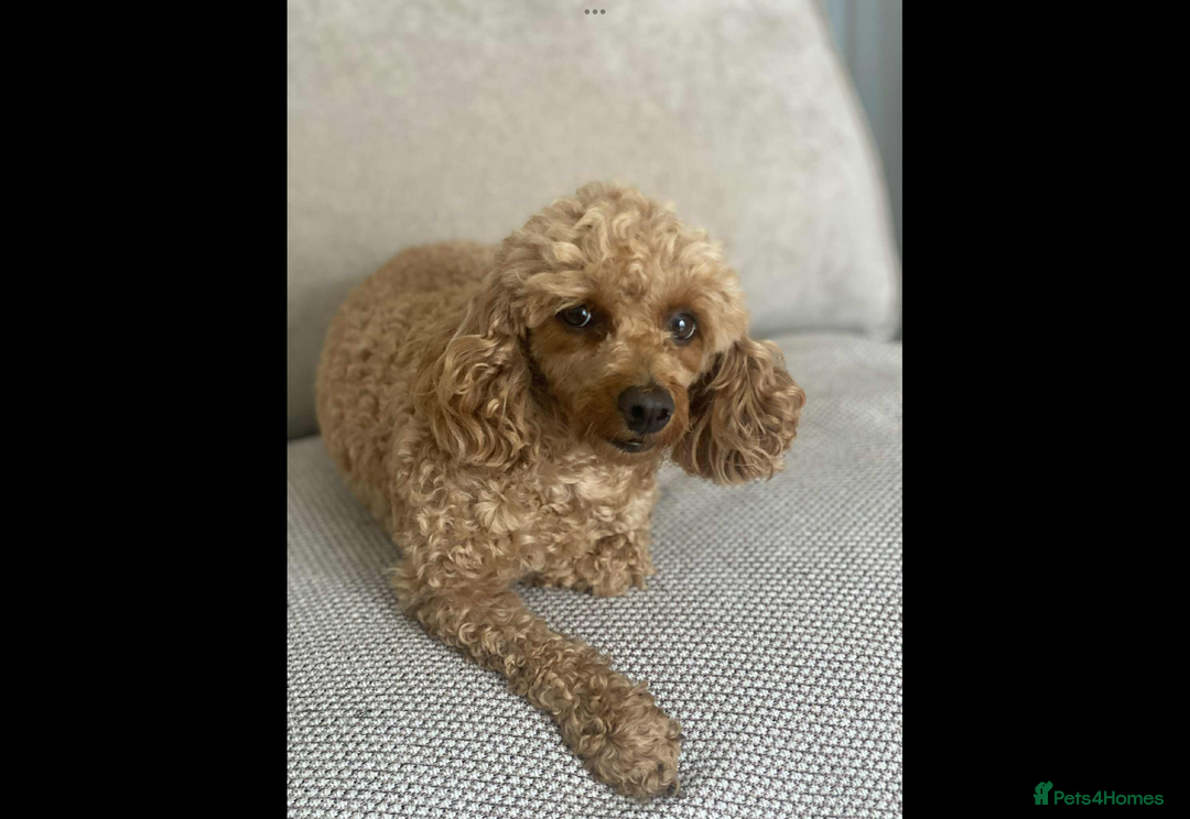 Toy Poodle dogs for sale: Red toy poodle female - Image 3