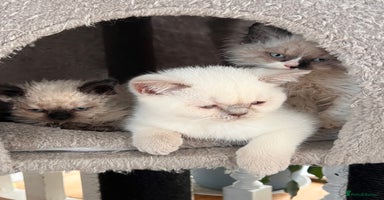 Selkirk Rex cats Selkirk rex kittens 😻 - Advert 4