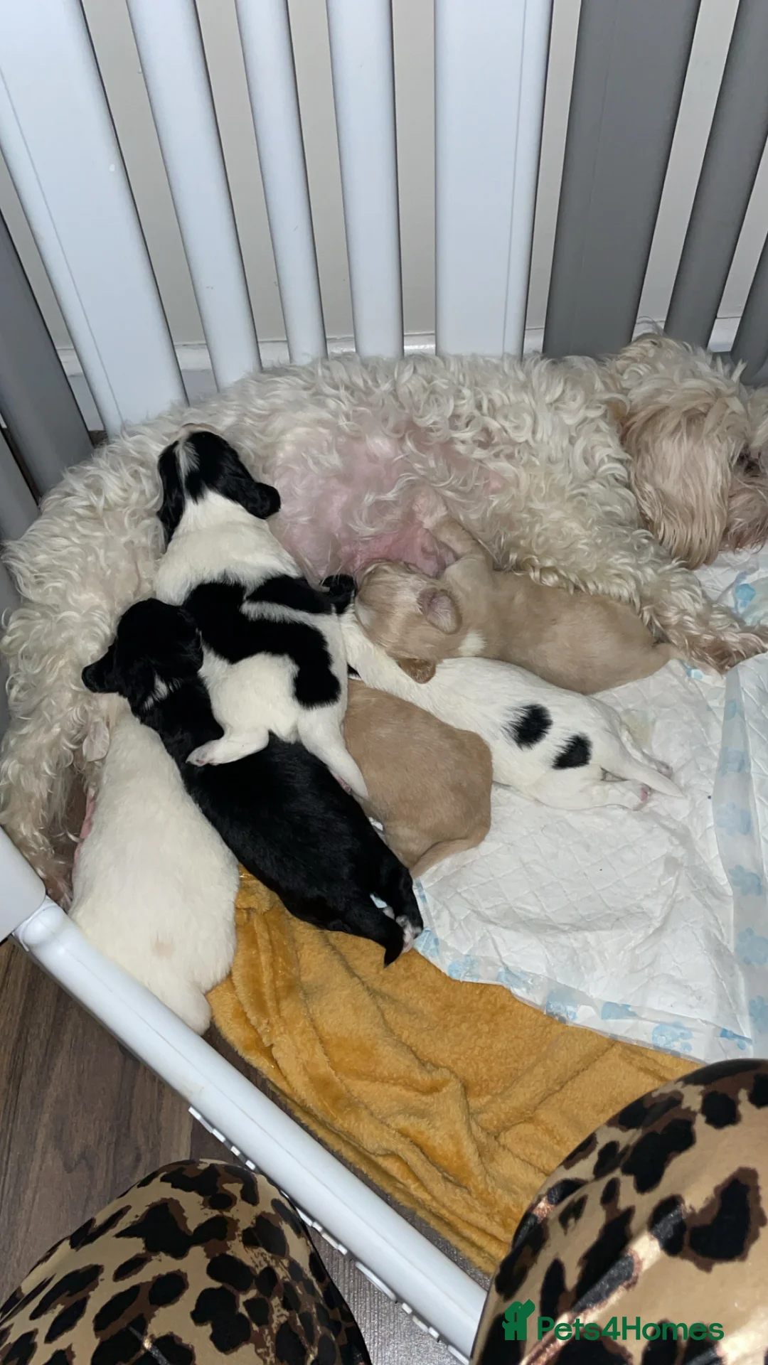 Mixed Breed dogs for sale: Cavachon x sprolli puppies - Advert 7