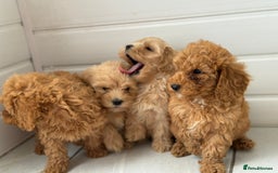 Maltipoo dogs for sale: Quality Korean maltipoos - Image 35