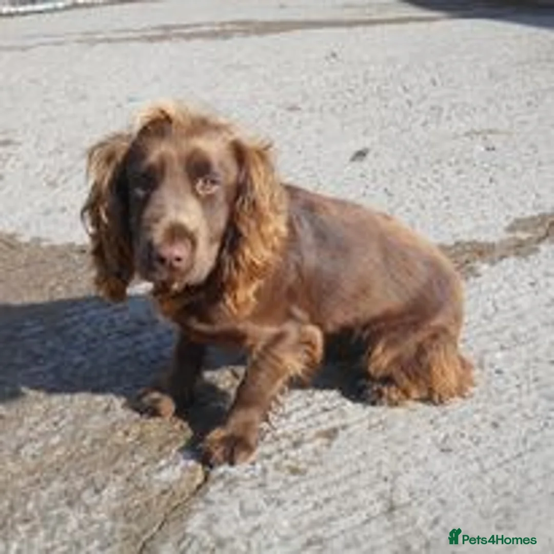 Sprocker dogs for sale: Sprocker ( Springer x Cocker ) pups for sale - Advert 2