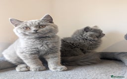 British Shorthair cats for sale: Reduced British Shorthair kittens Ready  - Image 10