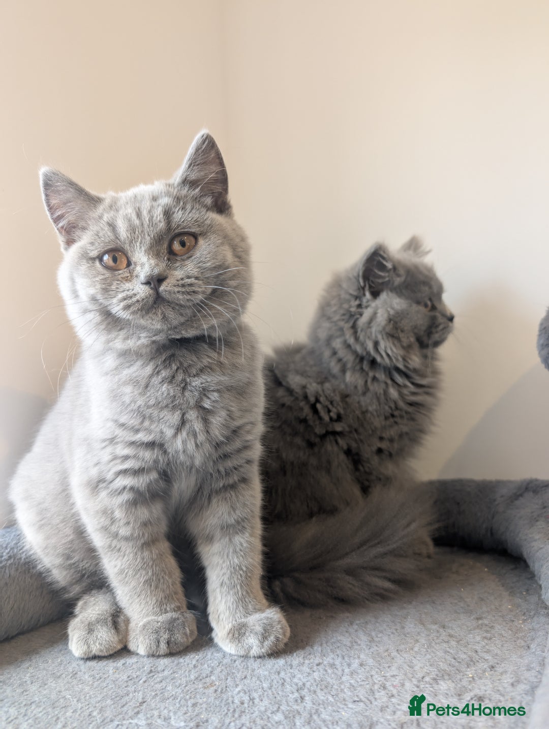 British Shorthair cats for sale: Reduced British Shorthair kittens Ready  - Image 10