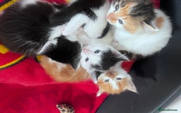 Mixed Breed cats for sale: Gorgeous Fluffy Kittens - Image 21