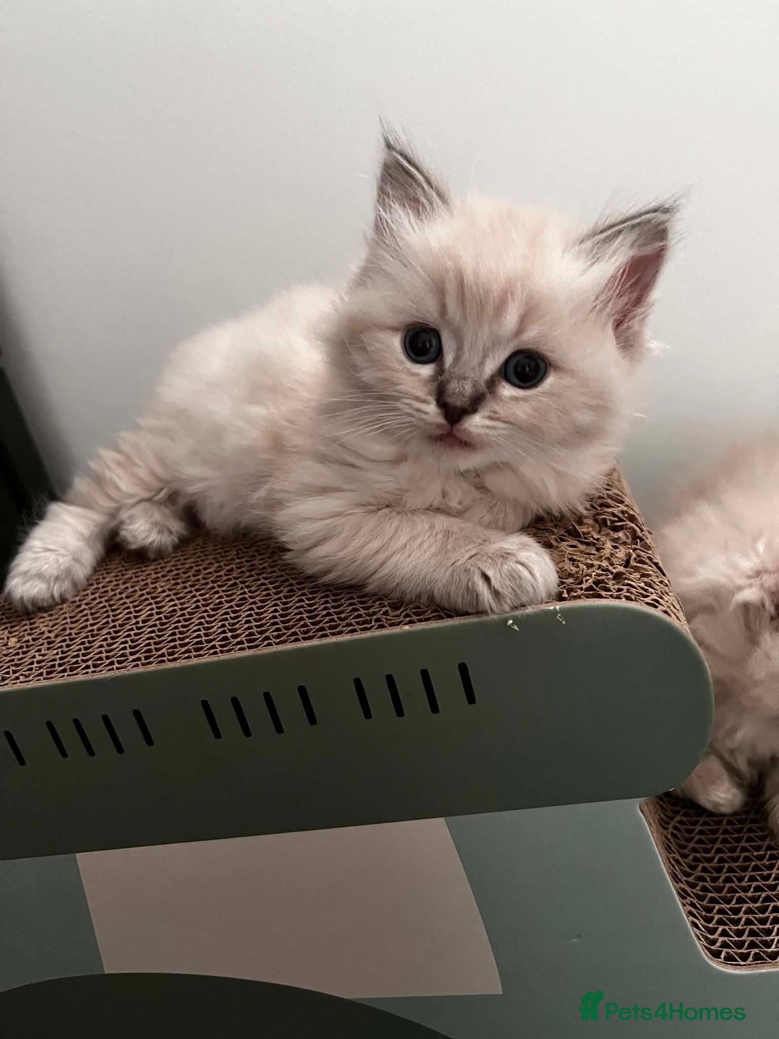 Ragdoll cats Tica Ragdoll kittens! - Advert 10