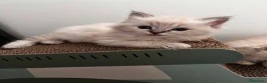 Ragdoll Kitten 4