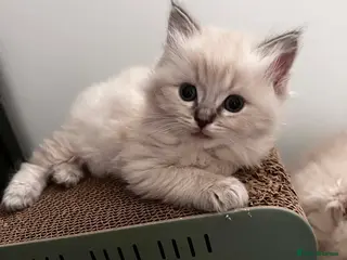 Ragdoll cats Tica Ragdoll kittens! - Advert 10