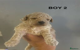 Poochon dogs for sale: Miniature toy poochons - Image 8