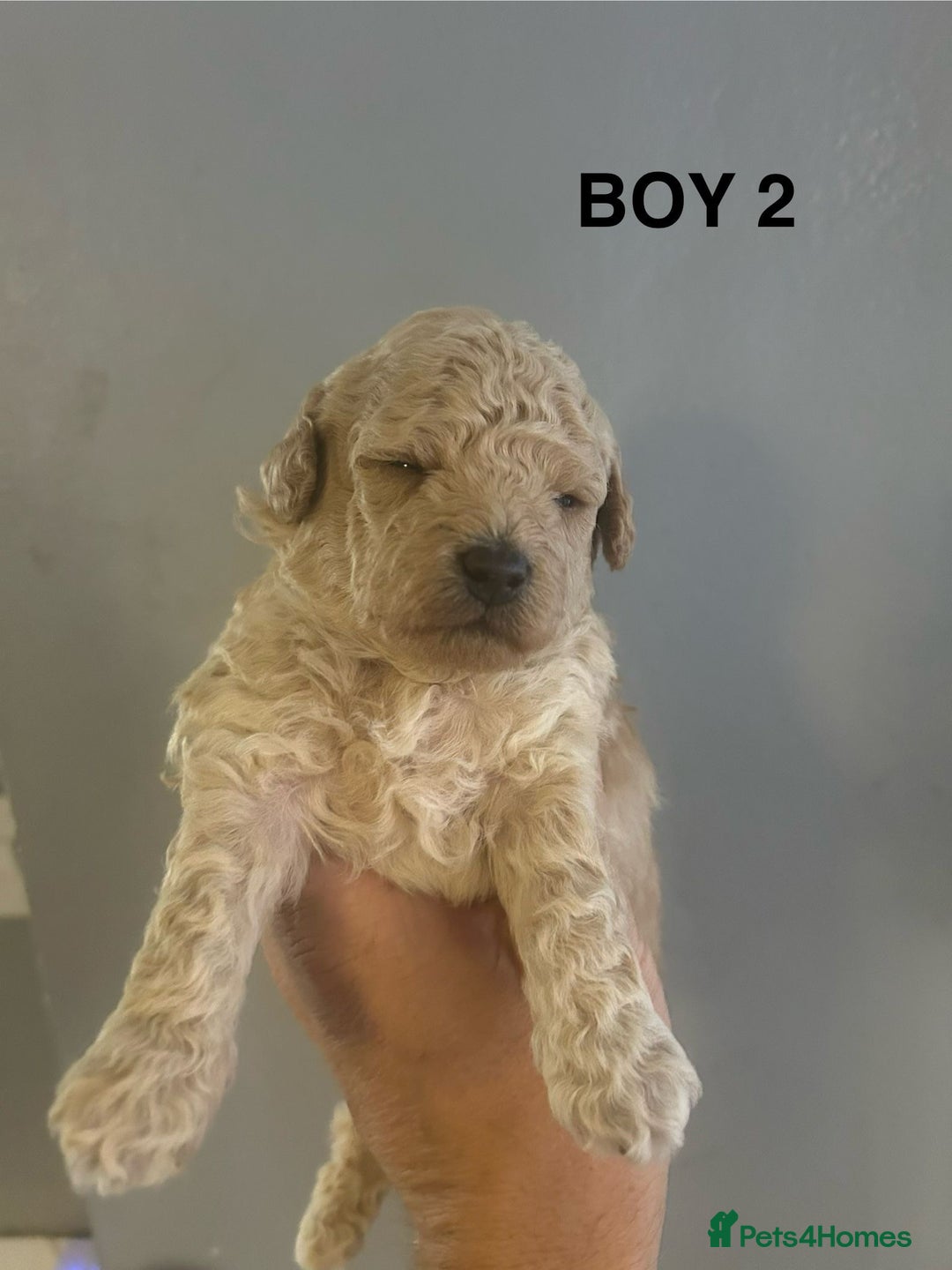 Poochon dogs for sale: Miniature toy poochons - Image 8