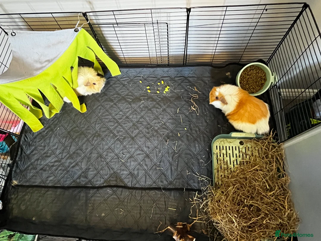 Guinea Pig rodents for sale: Two male guinea pigs and set up - Advert 1