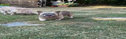 French Bulldog dogs for sale: 2 gorgeous French bulldog puppies *REDUCED* - Advert 16