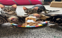 Mixed Breed cats for sale: 2 beautiful female kittens - Image 7