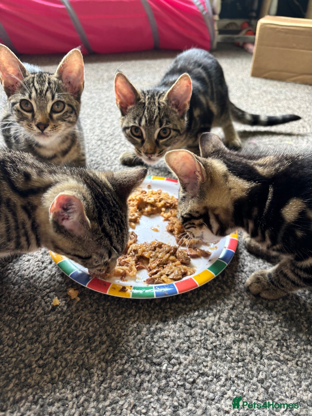 Mixed Breed cats for sale: 2 beautiful female kittens - Image 7
