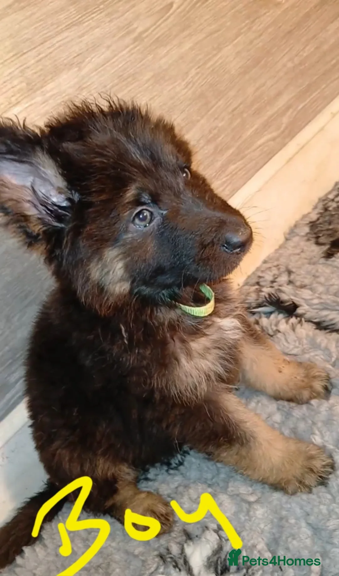 German Shepherd dogs for sale: Beautiful kc german shepherd babies - Advert 7