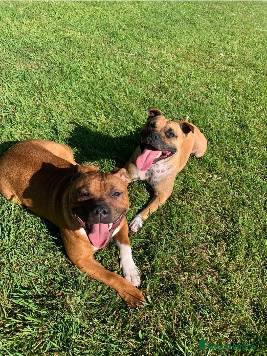 Staffordshire Bull Terrier dogs for sale: Stunning Red Staffy puppies KC top bloodlines - Image 36