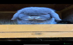 Mini Lop rabbits for sale: Stunning vaccinated,flead & wormed minilop babies  - Image 3