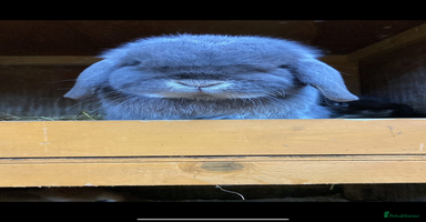 Mini Lop rabbits - Advert 9