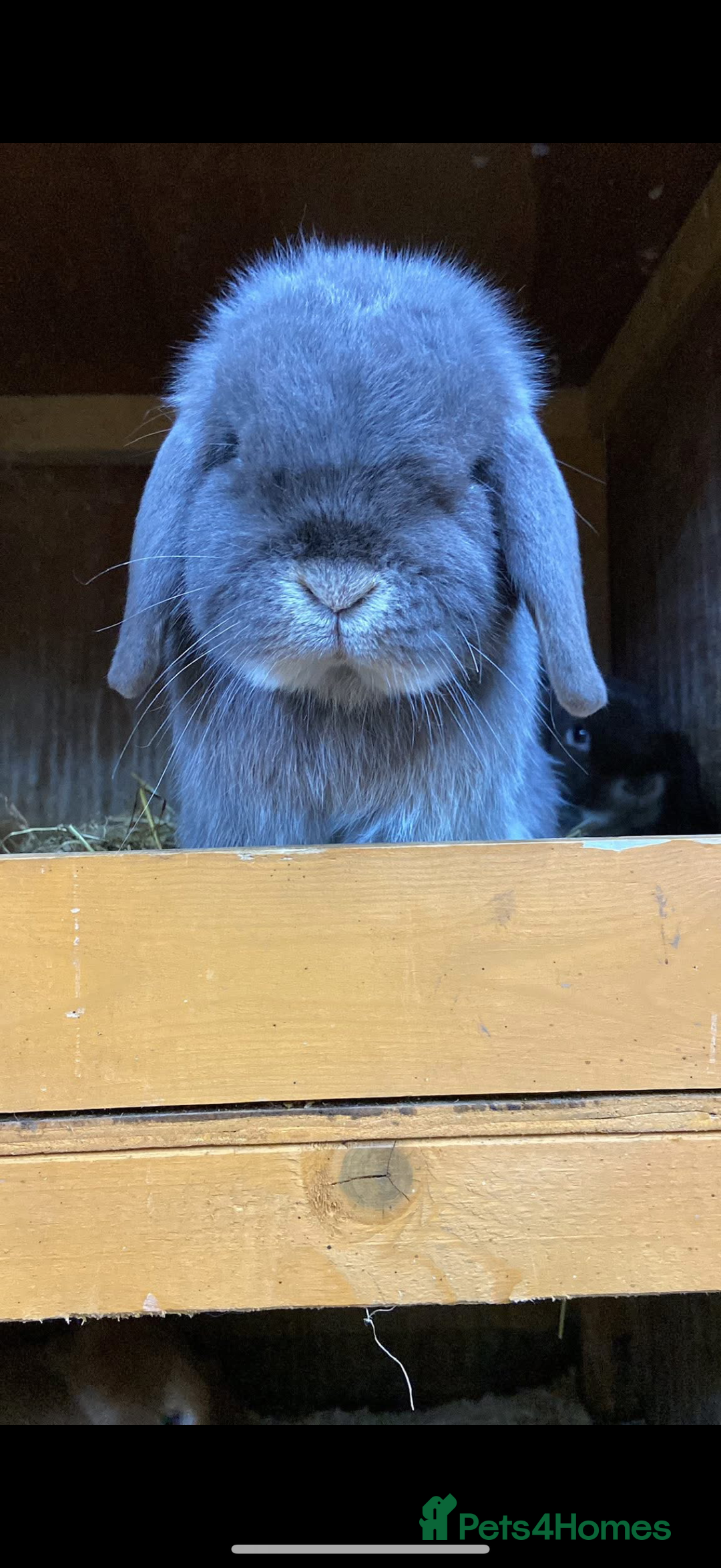 Mini Lop rabbits for sale: Stunning vaccinated,flead & wormed minilop babies  - Image 3