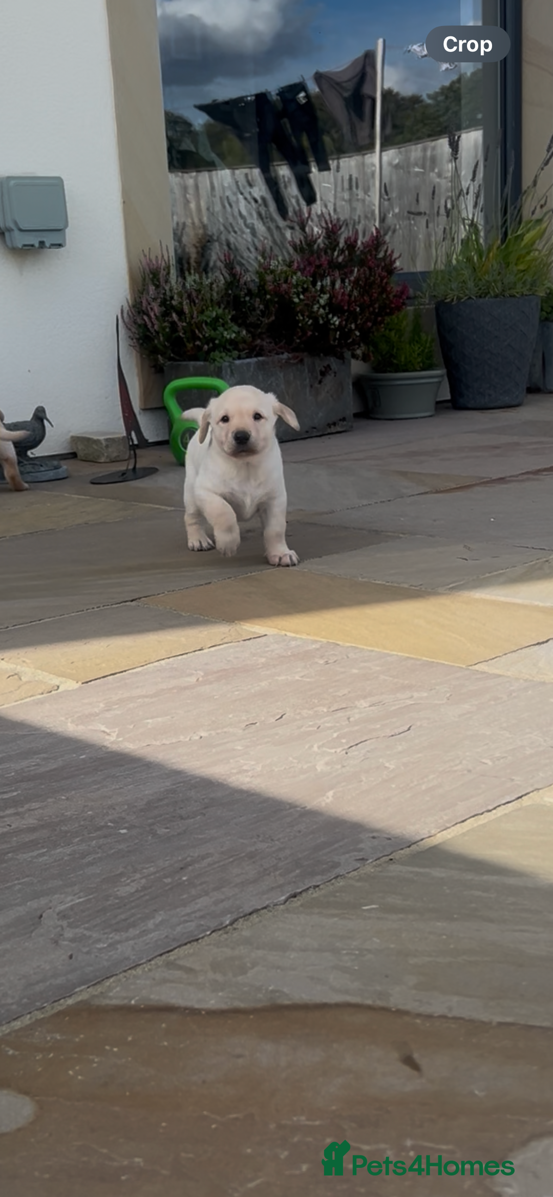 Labrador Retriever dogs for sale: Labrador pups  - Image 1