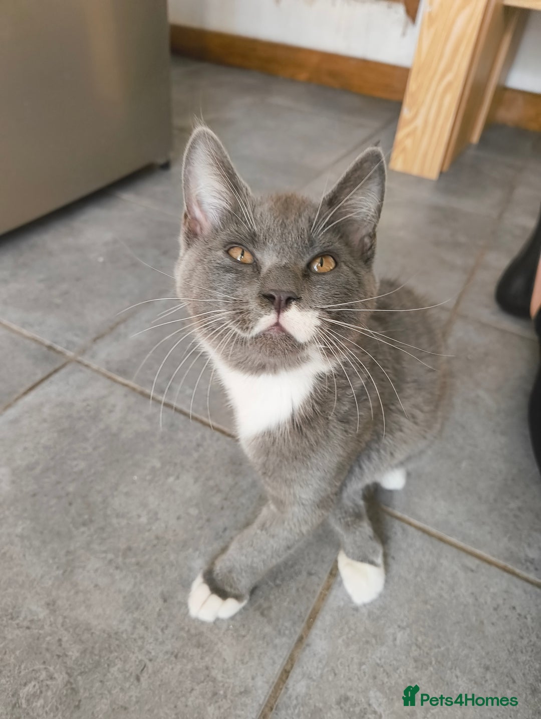 Scottish Fold cats for sale:  1 Tuxedo Scottish Fold Kitten Boy  in Manningtree - Image 9