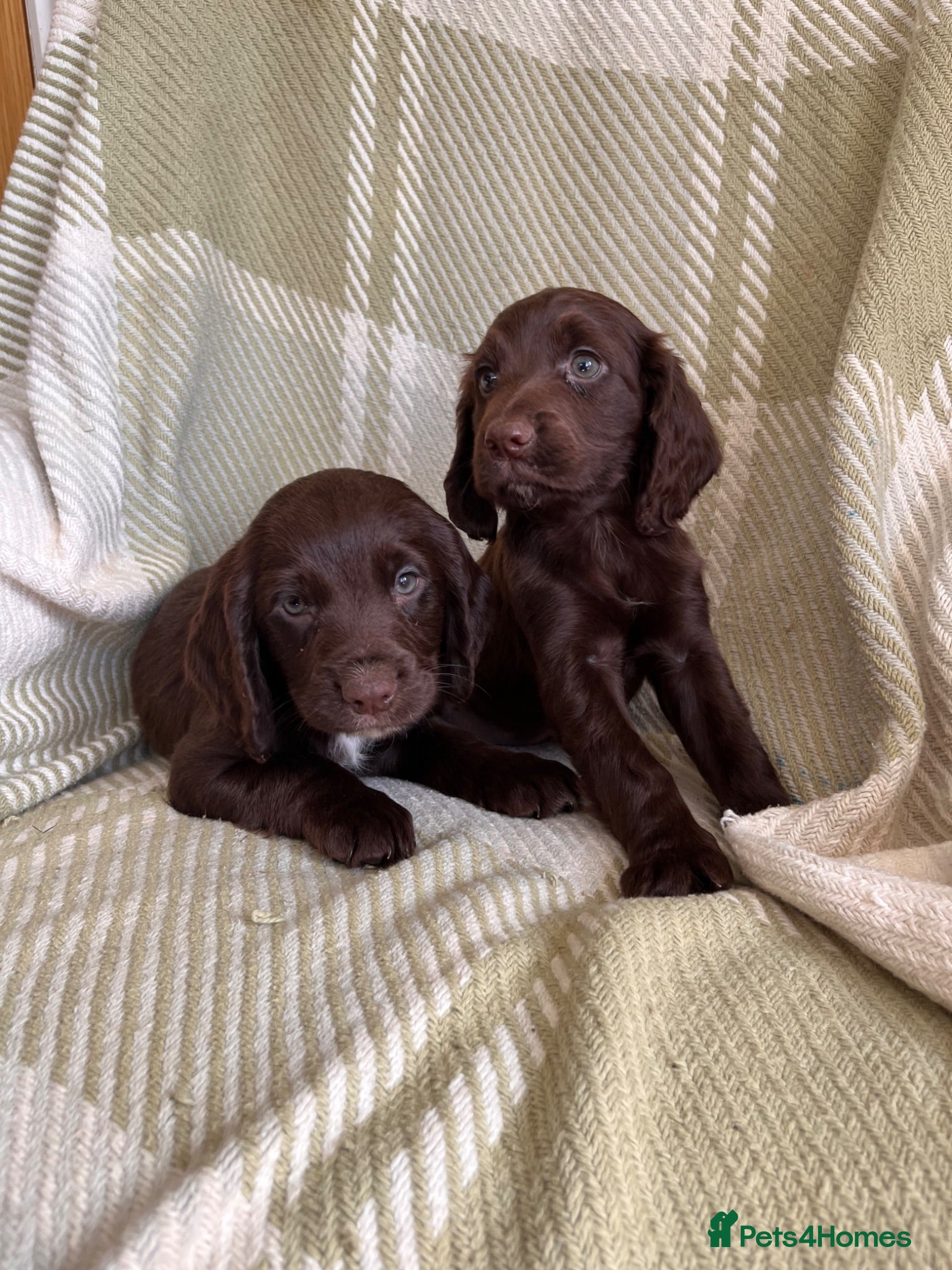 Cocker Spaniel dogs KC Beautiful Cocker Spaniel Pups (working type)  - Advert 2
