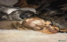 Miniature Dachshund dogs for sale: STUNNING MINIATURE DACHSHUND PUPPIES FOR SALE - Image 10