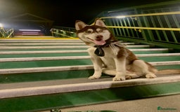 Siberian Husky dogs for stud: Strong blood lined blue eyed sable agouti husky  - Advert 5