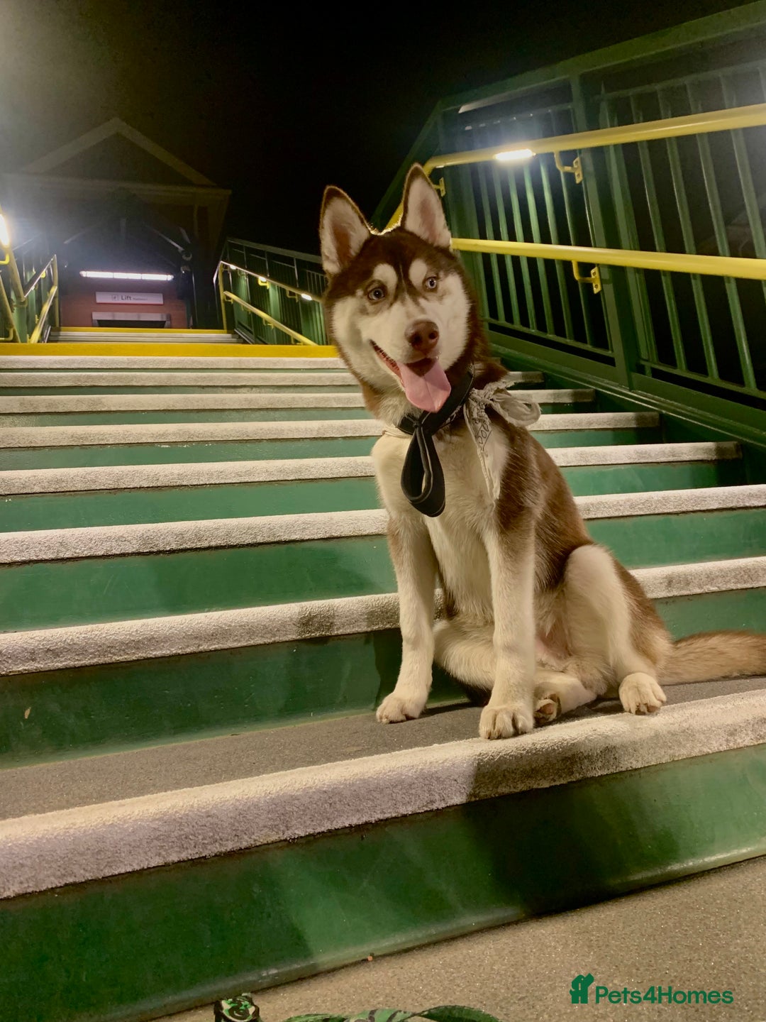 Siberian Husky dogs for stud: Strong blood lined blue eyed sable agouti husky  - Advert 5