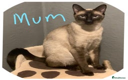 Siamese cats for sale: Traditional Siamese Kittens  - Image 2