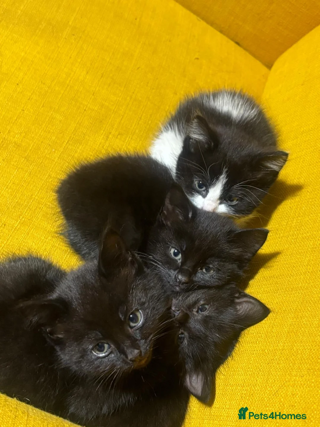 Mixed Breed cats for sale: Adorable kittens looking for loving forever homes - Advert 3