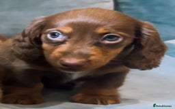 Miniature Dachshund dogs for sale: KC reg PRA clear long hair mini dachshund puppies  in Maidstone - Image 27