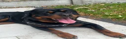 Rottweiler dogs for stud: Male Rottweiler STUD - Advert 4