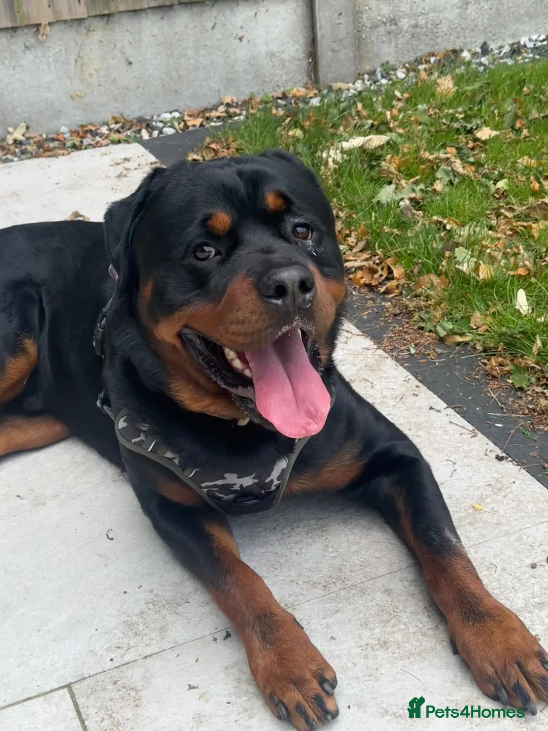 Rottweiler dogs for stud: Male Rottweiler STUD - Advert 4
