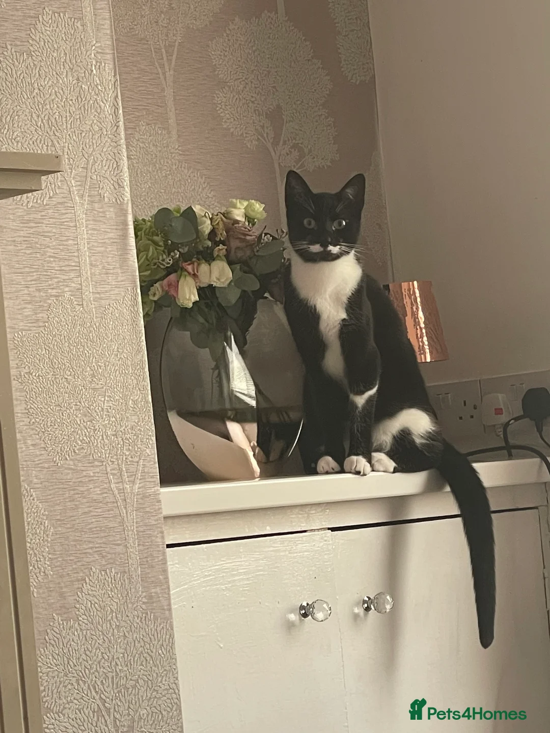 Mixed Breed cats for sale: Pair of male house cats in Wigan - Advert 6