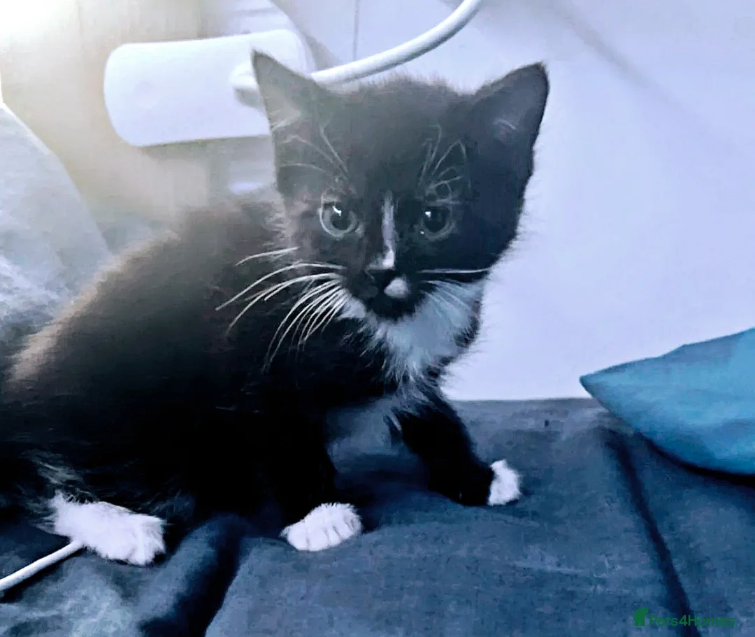 Mixed Breed cats for sale: Beautiful, Affectionate & Well-Socialised Kittens  - Advert 5