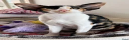 Oriental cats for sale: Oriental Shorthair  - Advert 3