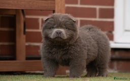 Chow Chow dogs for sale: Chow chow nation  - Image 16