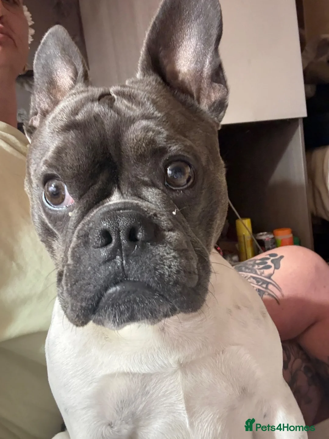 Mixed Breed dogs for sale: Frenchie cross Boston terrier  in York - Advert 2