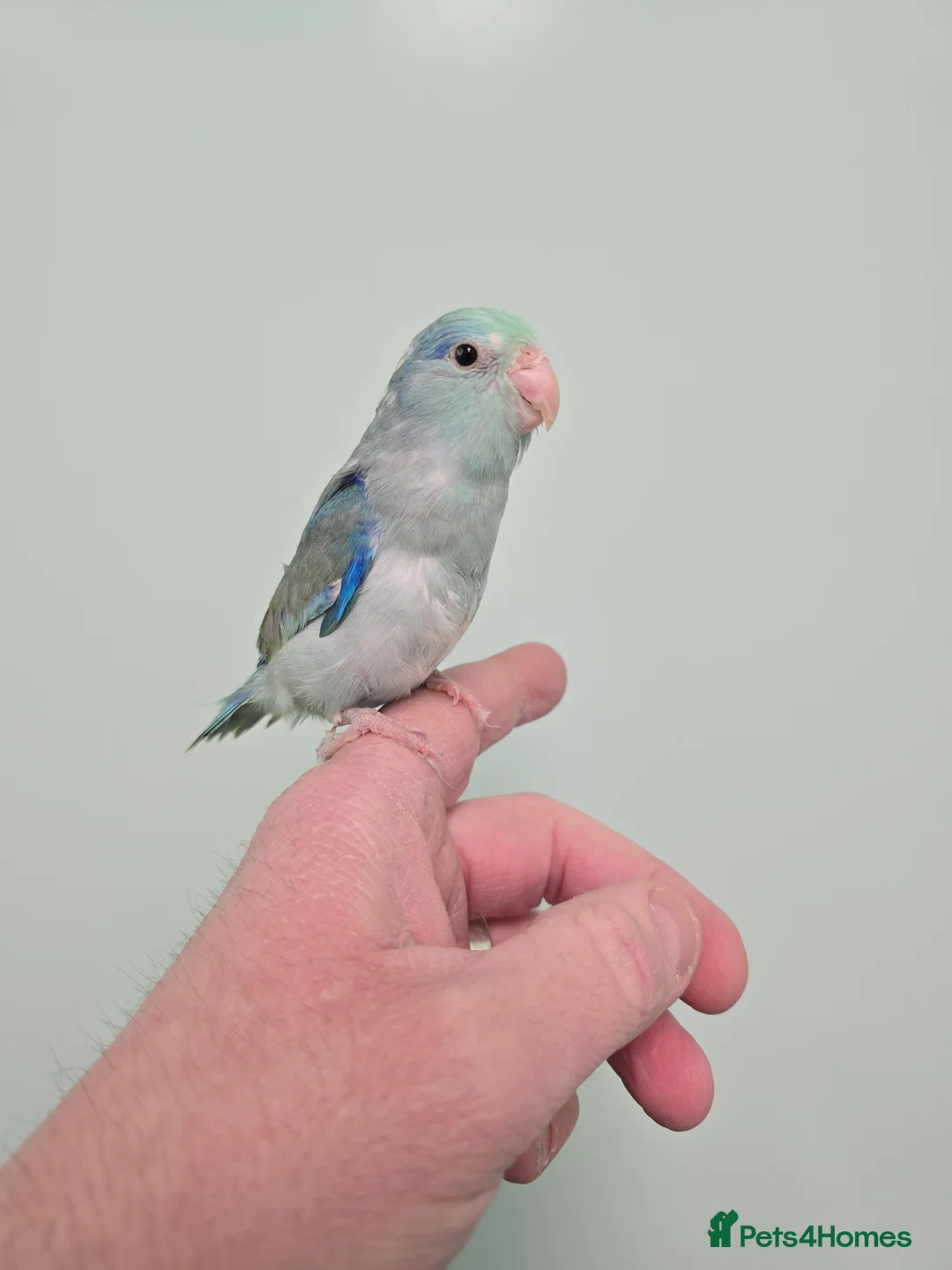 Parrots birds for sale: Beautiful Handreared Galah, Caique & Parrotlets!!! - Advert 9